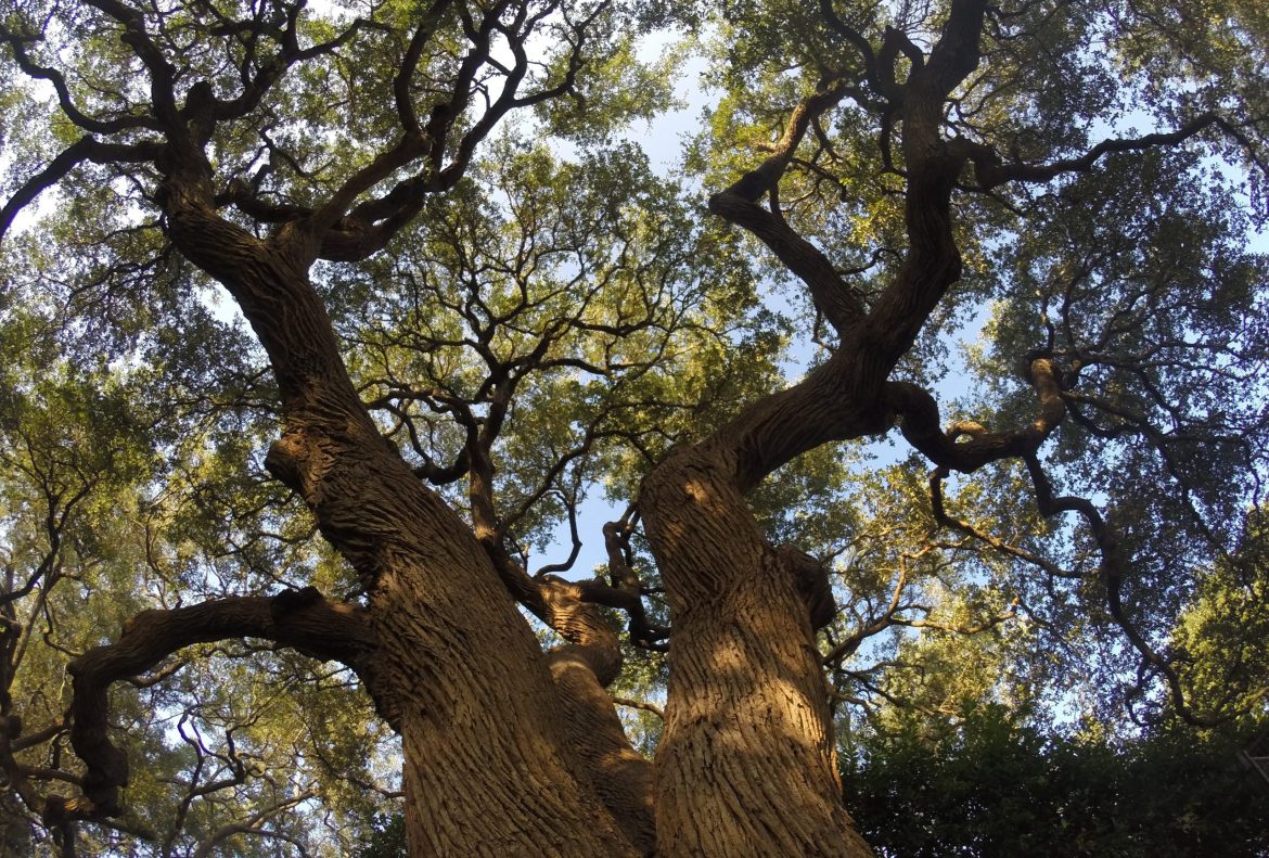 Why Certified Tree Experts Outperform DIY Methods