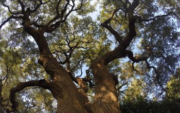 Why Certified Tree Experts Outperform DIY Methods